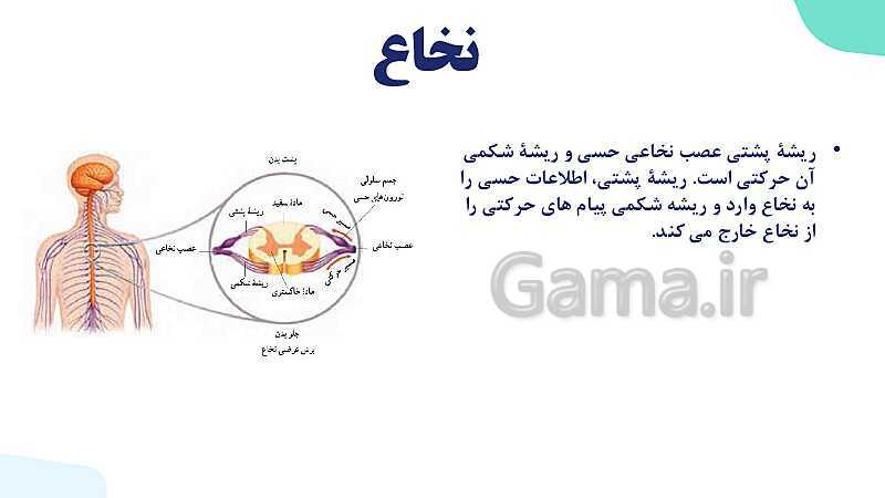 آموزش گفتار 2 فصل اول: ساختار دستگاه عصبی | زیست شناسی یازدهم - پیش نمایش