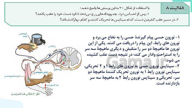 آموزش گفتار 2 فصل اول: ساختار دستگاه عصبی | زیست شناسی یازدهم - پیش نمایش