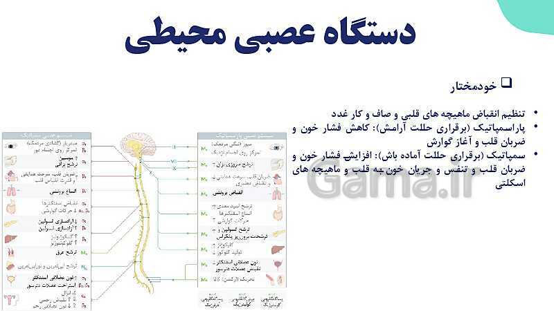 آموزش گفتار 2 فصل اول: ساختار دستگاه عصبی | زیست شناسی یازدهم - پیش نمایش