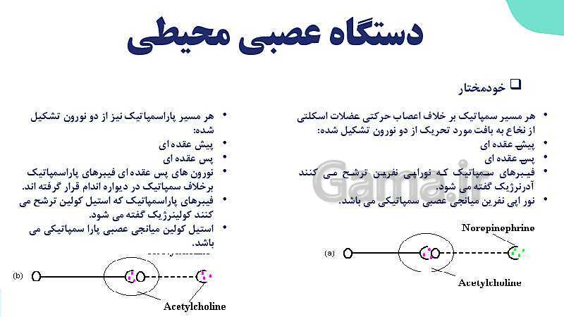 آموزش گفتار 2 فصل اول: ساختار دستگاه عصبی | زیست شناسی یازدهم - پیش نمایش