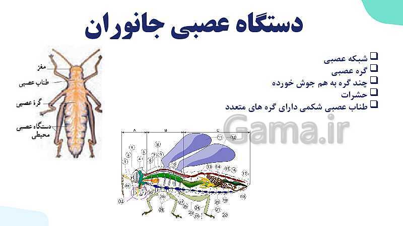 آموزش گفتار 2 فصل اول: ساختار دستگاه عصبی | زیست شناسی یازدهم - پیش نمایش