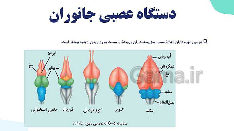 آموزش گفتار 2 فصل اول: ساختار دستگاه عصبی | زیست شناسی یازدهم - پیش نمایش