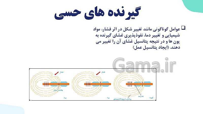 آموزش گفتار 1 فصل دوم: گیرنده‌های حسی | زیست شناسی یازدهم - پیش نمایش