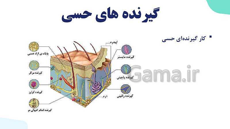 آموزش گفتار 1 فصل دوم: گیرنده‌های حسی | زیست شناسی یازدهم - پیش نمایش