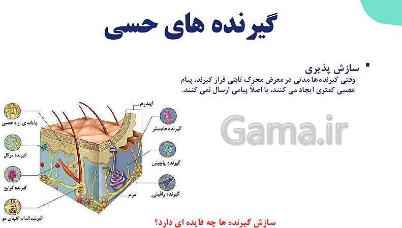 آموزش گفتار 1 فصل دوم: گیرنده‌های حسی | زیست شناسی یازدهم - پیش نمایش