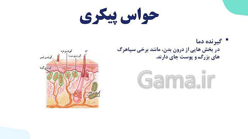 آموزش گفتار 1 فصل دوم: گیرنده‌های حسی | زیست شناسی یازدهم - پیش نمایش