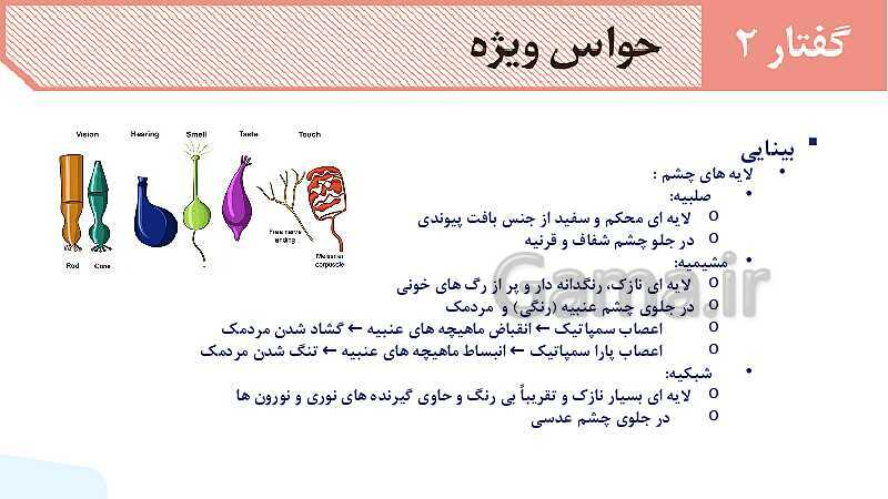 آموزش گفتار 2 فصل دوم: حواس ویژه | زیست شناسی یازدهم - پیش نمایش