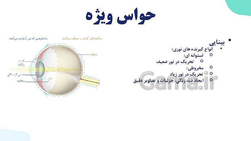 آموزش گفتار 2 فصل دوم: حواس ویژه | زیست شناسی یازدهم - پیش نمایش