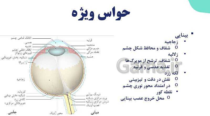 آموزش گفتار 2 فصل دوم: حواس ویژه | زیست شناسی یازدهم - پیش نمایش