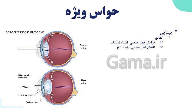 آموزش گفتار 2 فصل دوم: حواس ویژه | زیست شناسی یازدهم - پیش نمایش