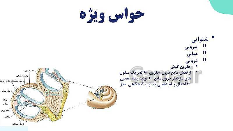 آموزش گفتار 2 فصل دوم: حواس ویژه | زیست شناسی یازدهم - پیش نمایش