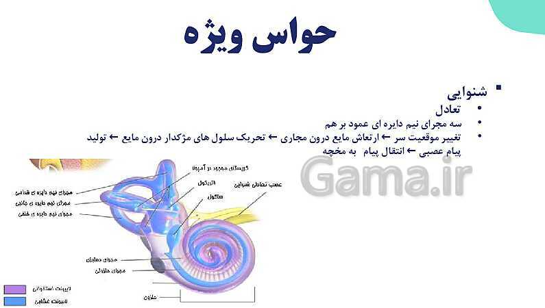 آموزش گفتار 2 فصل دوم: حواس ویژه | زیست شناسی یازدهم - پیش نمایش