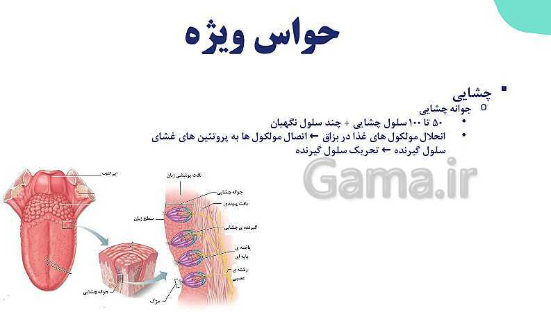 آموزش گفتار 2 فصل دوم: حواس ویژه | زیست شناسی یازدهم - پیش نمایش