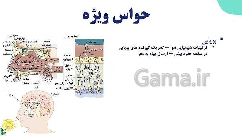 آموزش گفتار 2 فصل دوم: حواس ویژه | زیست شناسی یازدهم - پیش نمایش