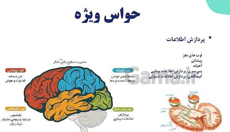 آموزش گفتار 2 فصل دوم: حواس ویژه | زیست شناسی یازدهم - پیش نمایش