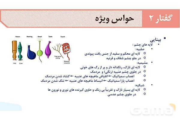 آموزش گفتار 2 فصل دوم: حواس ویژه | زیست شناسی یازدهم - پیش نمایش
