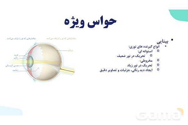 آموزش گفتار 2 فصل دوم: حواس ویژه | زیست شناسی یازدهم - پیش نمایش