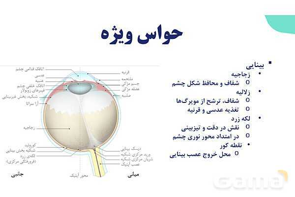 آموزش گفتار 2 فصل دوم: حواس ویژه | زیست شناسی یازدهم - پیش نمایش