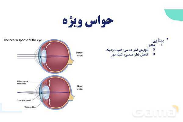 آموزش گفتار 2 فصل دوم: حواس ویژه | زیست شناسی یازدهم - پیش نمایش