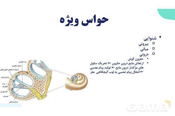 آموزش گفتار 2 فصل دوم: حواس ویژه | زیست شناسی یازدهم - پیش نمایش