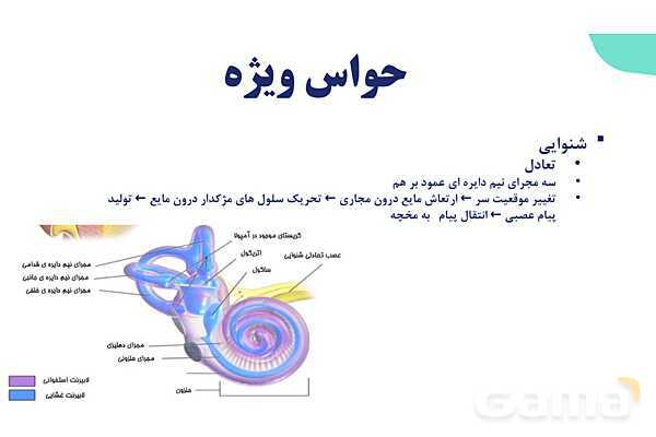 آموزش گفتار 2 فصل دوم: حواس ویژه | زیست شناسی یازدهم - پیش نمایش