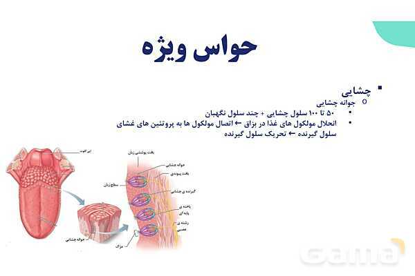 آموزش گفتار 2 فصل دوم: حواس ویژه | زیست شناسی یازدهم - پیش نمایش