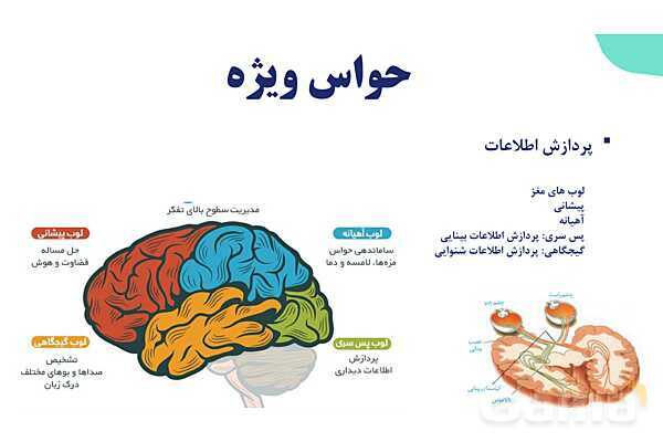 آموزش گفتار 2 فصل دوم: حواس ویژه | زیست شناسی یازدهم - پیش نمایش