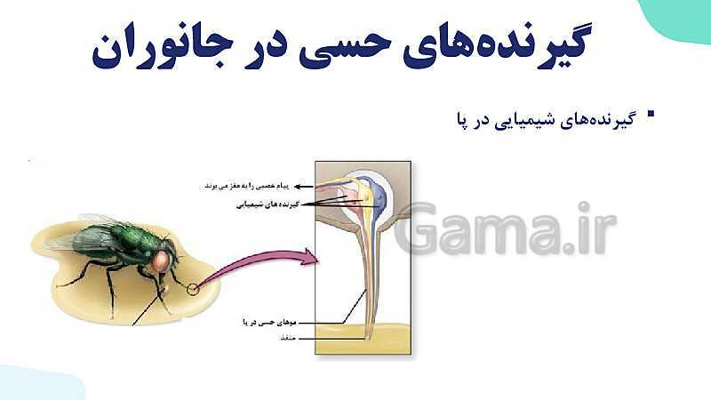 آموزش گفتار 3 فصل دوم: گیرنده‌های حسی جانوران | زیست شناسی یازدهم - پیش نمایش