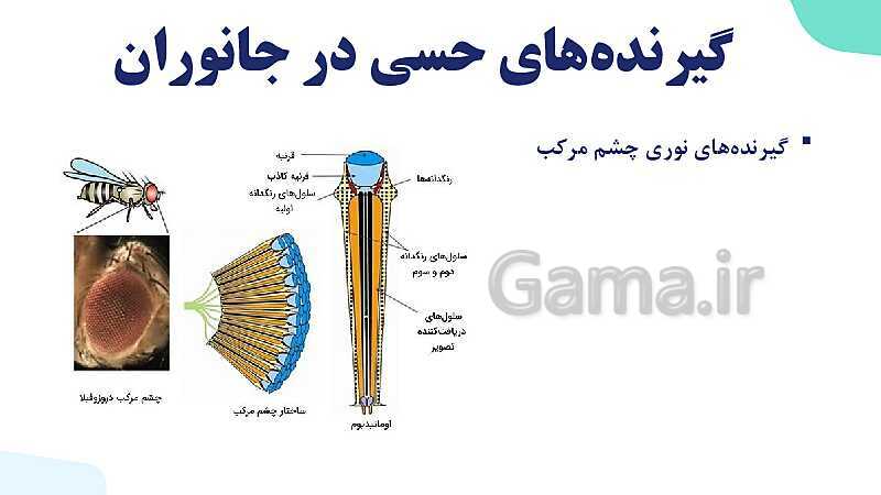 آموزش گفتار 3 فصل دوم: گیرنده‌های حسی جانوران | زیست شناسی یازدهم - پیش نمایش