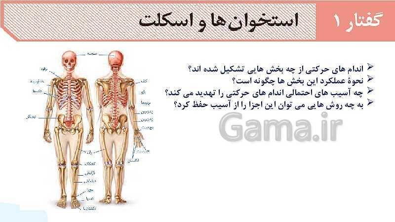 آموزش گفتار 1 فصل سوم: استخوان‌ها و اسکلت | زیست شناسی یازدهم - پیش نمایش