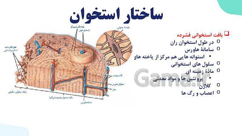 آموزش گفتار 1 فصل سوم: استخوان‌ها و اسکلت | زیست شناسی یازدهم - پیش نمایش