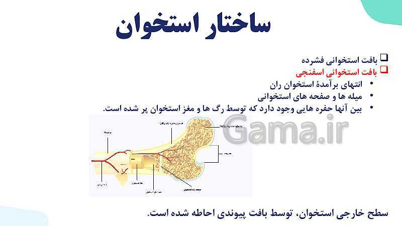 آموزش گفتار 1 فصل سوم: استخوان‌ها و اسکلت | زیست شناسی یازدهم - پیش نمایش