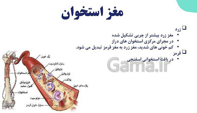 آموزش گفتار 1 فصل سوم: استخوان‌ها و اسکلت | زیست شناسی یازدهم - پیش نمایش