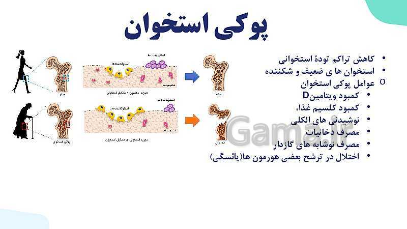 آموزش گفتار 1 فصل سوم: استخوان‌ها و اسکلت | زیست شناسی یازدهم - پیش نمایش