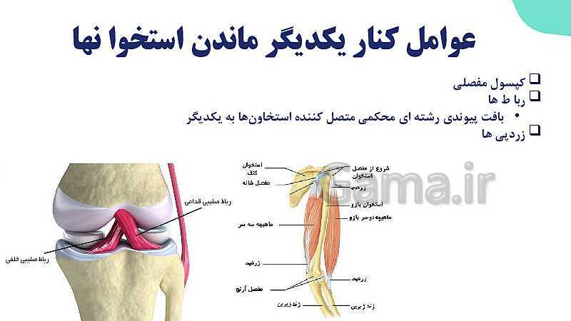 آموزش گفتار 1 فصل سوم: استخوان‌ها و اسکلت | زیست شناسی یازدهم - پیش نمایش