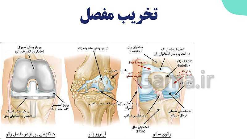 آموزش گفتار 1 فصل سوم: استخوان‌ها و اسکلت | زیست شناسی یازدهم - پیش نمایش