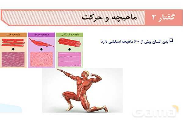 آموزش گفتار 2 فصل سوم: ماهیچه و حرکت | زیست شناسی یازدهم - پیش نمایش