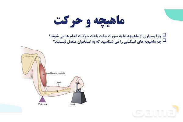 آموزش گفتار 2 فصل سوم: ماهیچه و حرکت | زیست شناسی یازدهم - پیش نمایش