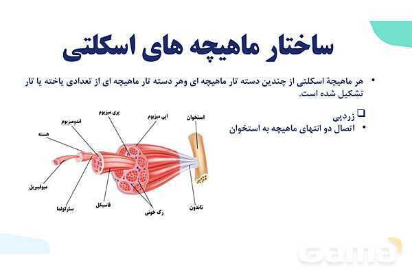 آموزش گفتار 2 فصل سوم: ماهیچه و حرکت | زیست شناسی یازدهم - پیش نمایش