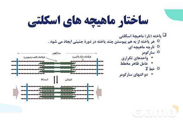 آموزش گفتار 2 فصل سوم: ماهیچه و حرکت | زیست شناسی یازدهم - پیش نمایش