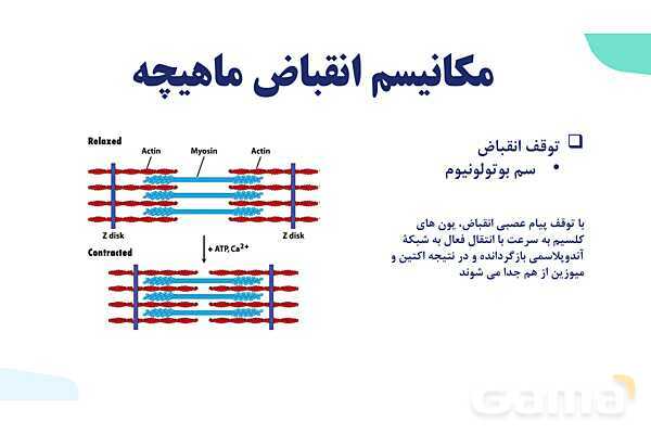 آموزش گفتار 2 فصل سوم: ماهیچه و حرکت | زیست شناسی یازدهم - پیش نمایش