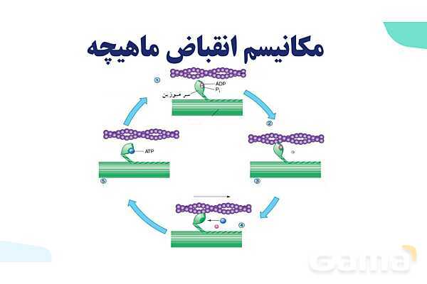 آموزش گفتار 2 فصل سوم: ماهیچه و حرکت | زیست شناسی یازدهم - پیش نمایش