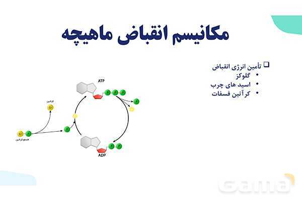 آموزش گفتار 2 فصل سوم: ماهیچه و حرکت | زیست شناسی یازدهم - پیش نمایش