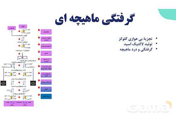 آموزش گفتار 2 فصل سوم: ماهیچه و حرکت | زیست شناسی یازدهم - پیش نمایش