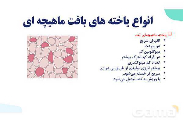 آموزش گفتار 2 فصل سوم: ماهیچه و حرکت | زیست شناسی یازدهم - پیش نمایش