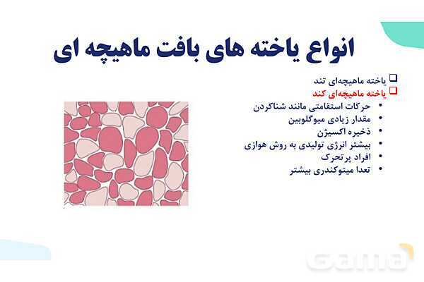 آموزش گفتار 2 فصل سوم: ماهیچه و حرکت | زیست شناسی یازدهم - پیش نمایش