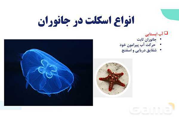 آموزش گفتار 2 فصل سوم: ماهیچه و حرکت | زیست شناسی یازدهم - پیش نمایش