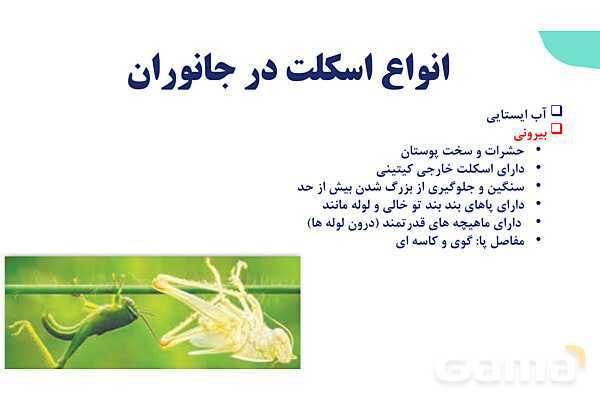 آموزش گفتار 2 فصل سوم: ماهیچه و حرکت | زیست شناسی یازدهم - پیش نمایش