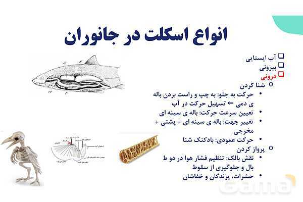 آموزش گفتار 2 فصل سوم: ماهیچه و حرکت | زیست شناسی یازدهم - پیش نمایش