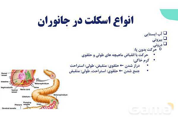 آموزش گفتار 2 فصل سوم: ماهیچه و حرکت | زیست شناسی یازدهم - پیش نمایش